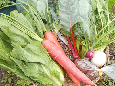 10月産直野菜