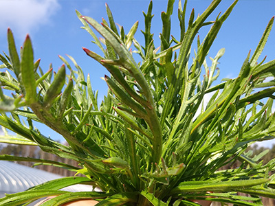 産直野菜