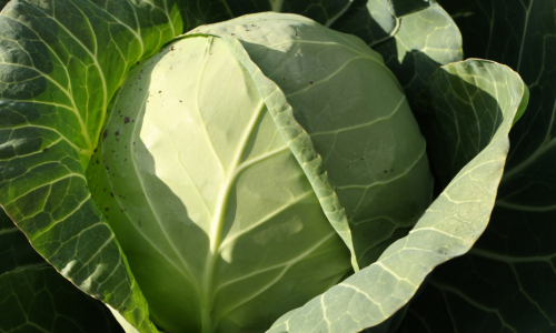 キャベツイメージ