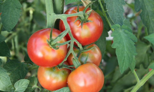 トマトイメージ