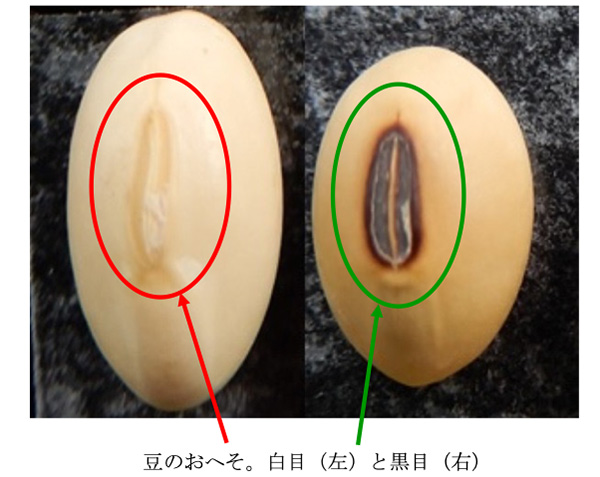 大豆