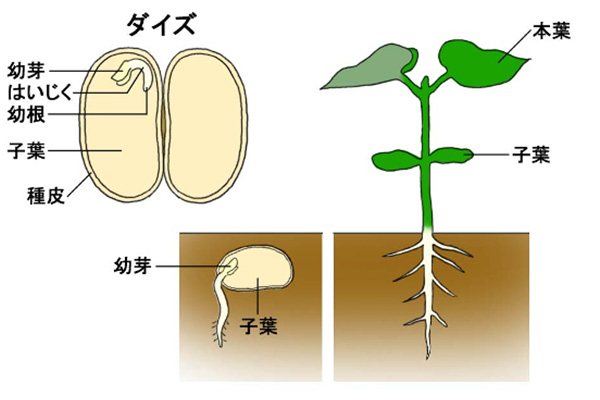 ビオクラ Biokura