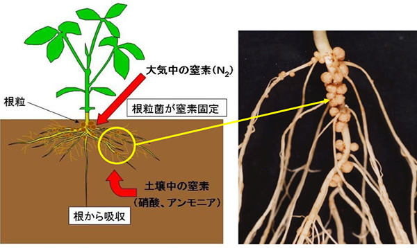 大豆